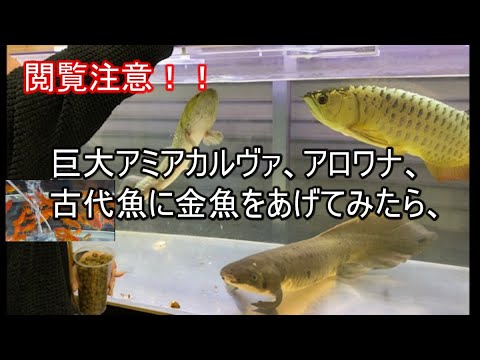 閲覧注意 巨大アミアカルヴァ アロワナ 古代魚に金魚をあげてたら Youtube