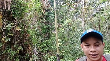 Memikat Burung Jingjing Batu di perkebunan karet