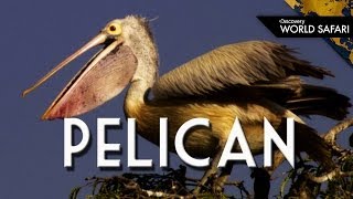 Everything You Wanted to Know About Pelicans