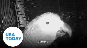 Clever parrot tells Amazon