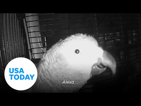 Clever parrot tells Amazon's Alexa to add pork to shopping list | USA TODAY