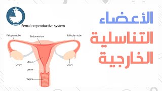 عنق الرحم والمهبل والأعضاء التناسلية الخارجية Cervix, vagina and external genitalia