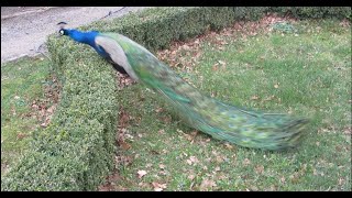 Pursuing a Beautiful Peacock Around the Garden! (Up Close)