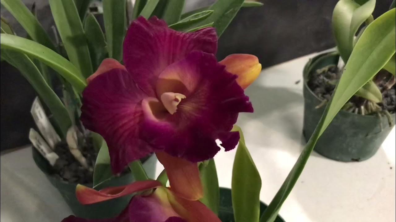 Volusia County Orchid Society ‘Orchid & Plant Sale’ Deland, Florida