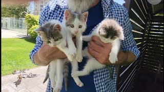 The life of three abandoned kittens next to the new mother cat