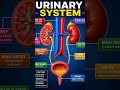 urinary system 🤍.