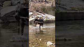 Hund im Wasser in SlowMotion 📸 #smartphonevideo