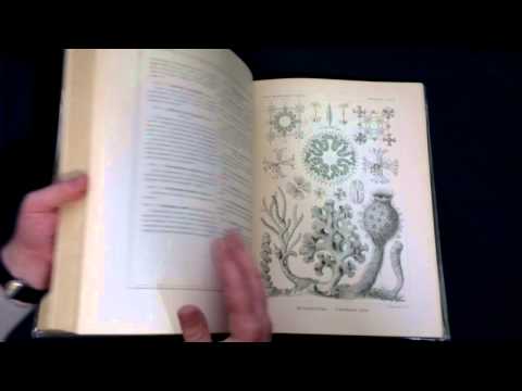 Антикварная книга "Красота форм в природе". Э. Геккель, 1903 г.
