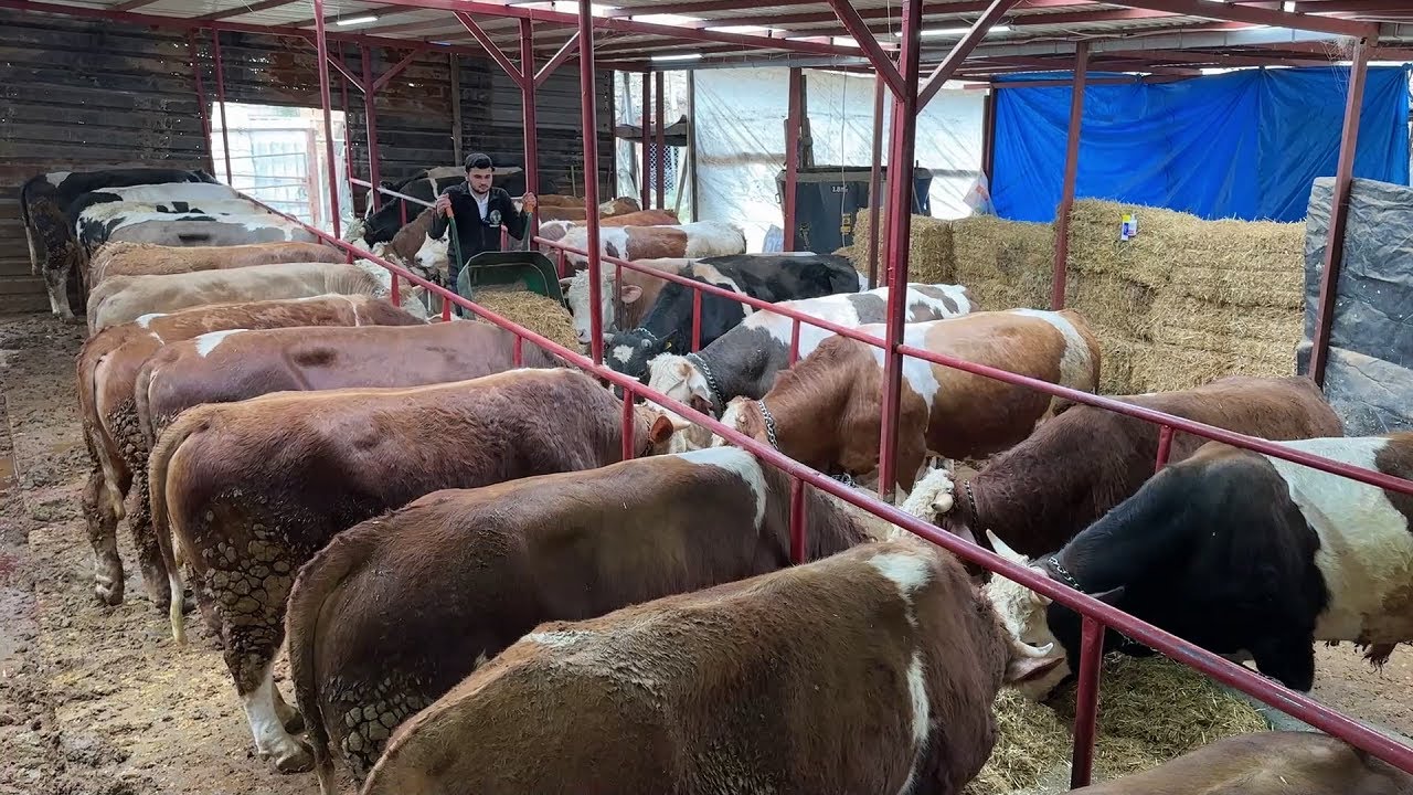 KURBANLIK BAKIMI #2 2025