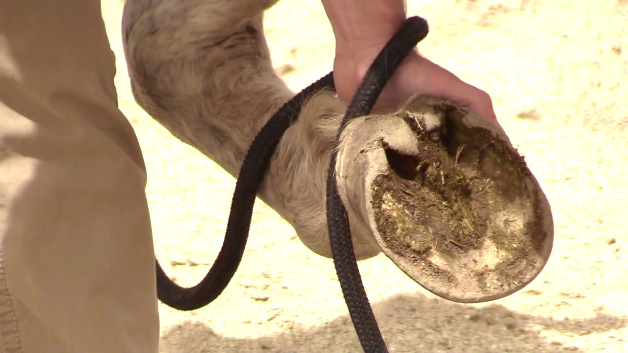 How to Pick up and Clean Horse Feet YouTube