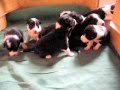 Border collie puppies dlitter vom sonnigen garten