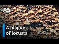 Italian island of Sardinia infested with locusts | Focus on Europe