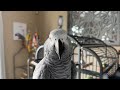 Gizmo the grey bird is going live