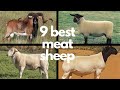 The 9 Best Sheep Breeds for Meat