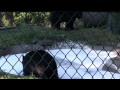 Bear bubble bath, popsicle at Thompson Park Zoo
