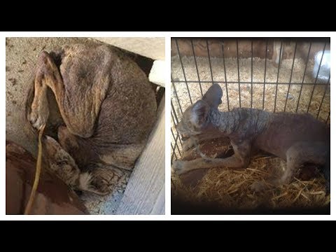 She Found This Sick Pup Curled Up On Her Porch But Now They Can See The Creatures Beautiful Face