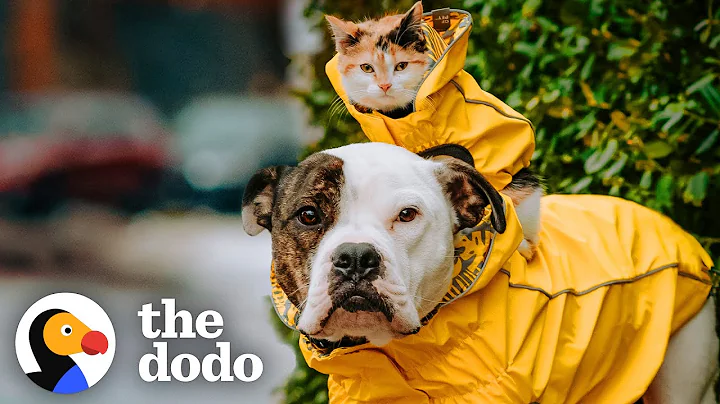This Little Kitten Cannot Miss Out On An Adventure With Her Pittie Brother | The Dodo Odd Couples