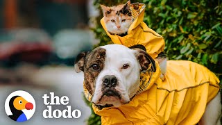 This Little Kitten Cannot Miss Out On An Adventure With Her Pittie Brother | The Dodo Odd Couples