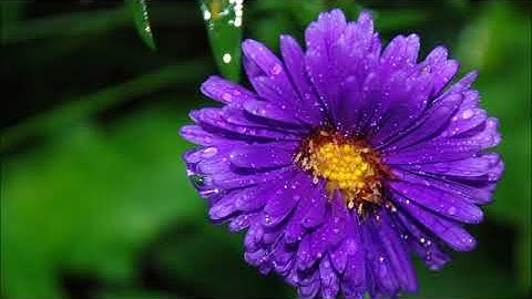 سوره‌تی نوح به‌ده‌نگی شیخ ماهر المعيقلي به‌ته‌فسیری کوردی