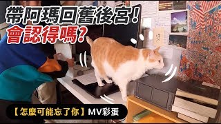 【帶阿瑪回舊後宮會認得嗎】志銘與狸貓怎麼可能忘了你MV彩蛋