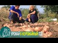 Посадка картофеля с навозом под окучивание 🌿 Выращивание картофеля по технологии Гордеевых