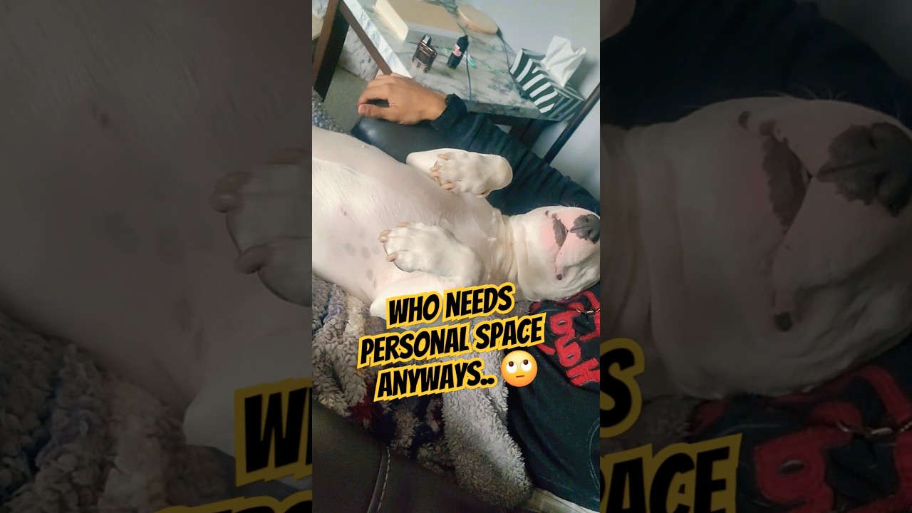 Only Bull Terrier owners can relate #dog #puppy #pets #cute #shorts