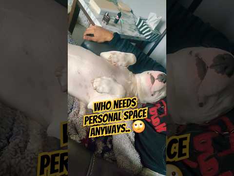 Only Bull Terrier owners can relate #dog #puppy #pets #cute #shorts