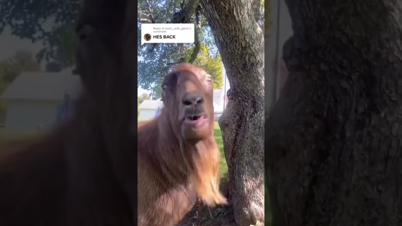 🐐😜 The Return of the Funny Goat Tongue! 👅😂