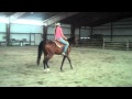 SOLD QF Baccahara Jullyen El Jamaal Son For Sale SOLD QF Baccahara Jullyen El Jamaal Son For Sale