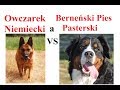 Berneński Pies Pasterski a Owczarek Niemiecki - porównanie ras