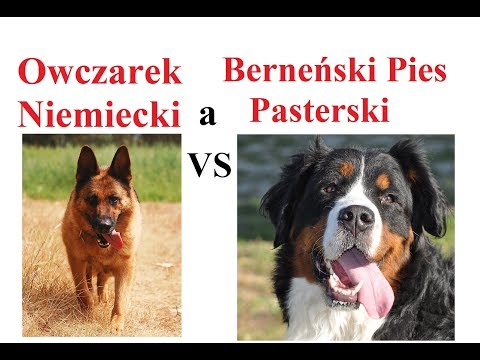 Wideo: Ten Berneński Pies Pasterski Jest Nową Maskotką St. Regis W Aspen