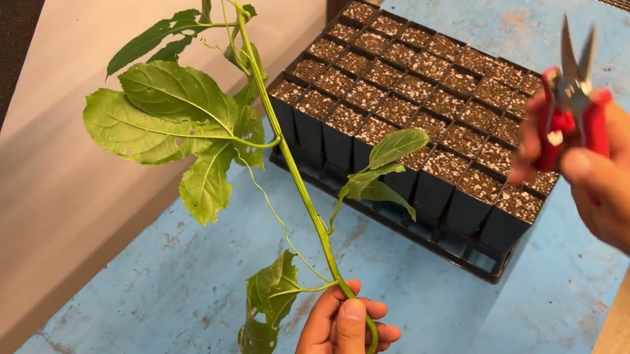 فاكهة العشق (الباشن فروت)، كيف نكاثرها؟