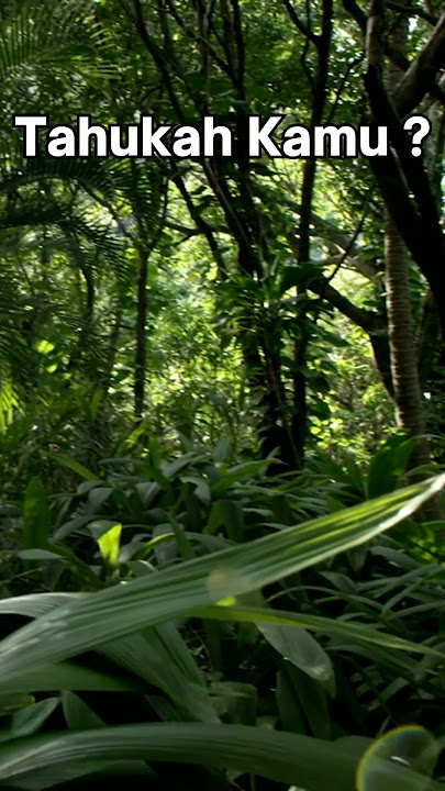 Hutan Hujan Tropis