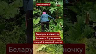 Борщевик накрывает Беларусь #деревня #природа #борщевик #толочин #беларусь #belarus #растение