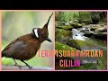 Terapi Murai Batu Stres Suara Air Dan Cililin Mp3 - Mp4 Download