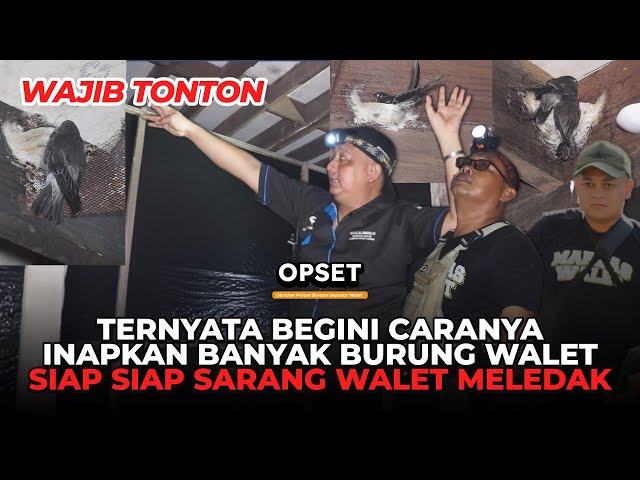 ⛔ NGERI!!! KONSULTAN WALET RAHASIAKAN TRIK UNTUK INAPKAN BURUNG WALET | PODCAST WALET PAK ALMUNA PT2 class=