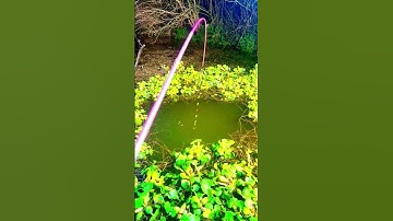 Câu cá diếc tự nhiên, dây trục săn 3 trong 1 dây, phao, lưỡi câu sẵn #fishing #shorts