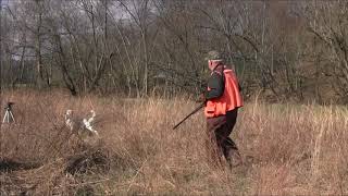 Detailed Straight Creek Llewellins - Count Otho Harvey Profile