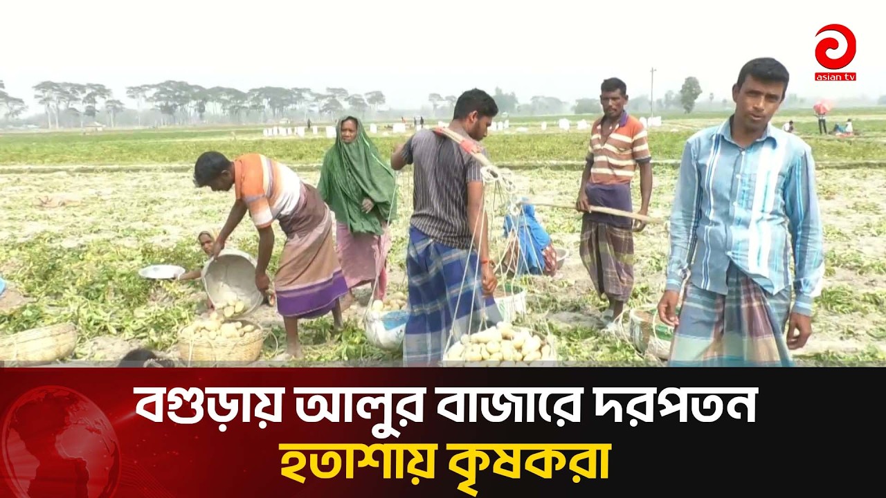 বগুড়ায় আলুর বাজারে দরপতন, হতাশায় কৃষকরা | Asian Television