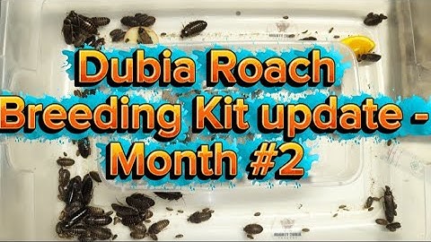 Dubia Roach Breeding Starter Kit Maand #2 Productie Resultaten|#reptielen #kweek #insect #hagedis...