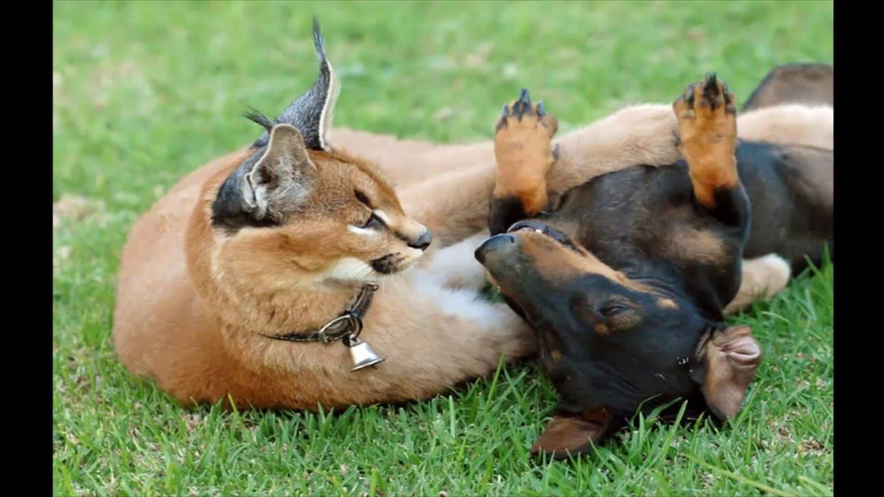 селфи со львом. смешной зверек. красивые звери. поставь хорошие животные. поставь хорошие животные.