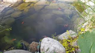 Goldfish mating behaviour 2