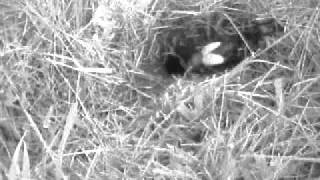 Gryllus Campestris Eclosion