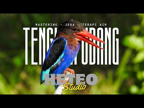 SUARA TENGKEK UDANG FULL NEMBAK + JEDA AIR ANTI STRESS PASTI MASUK