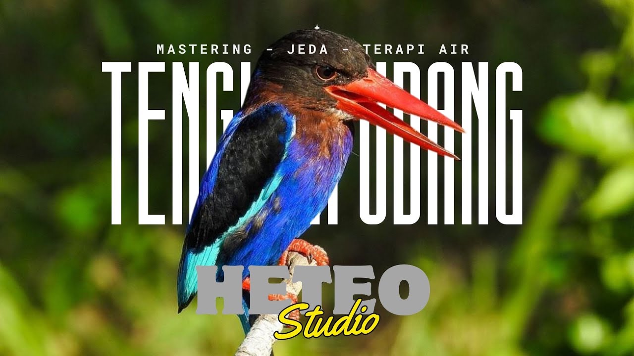 SUARA BURUNG CEKAKAK TENGKEK UDANG GACOR UNTUK MASTERAN