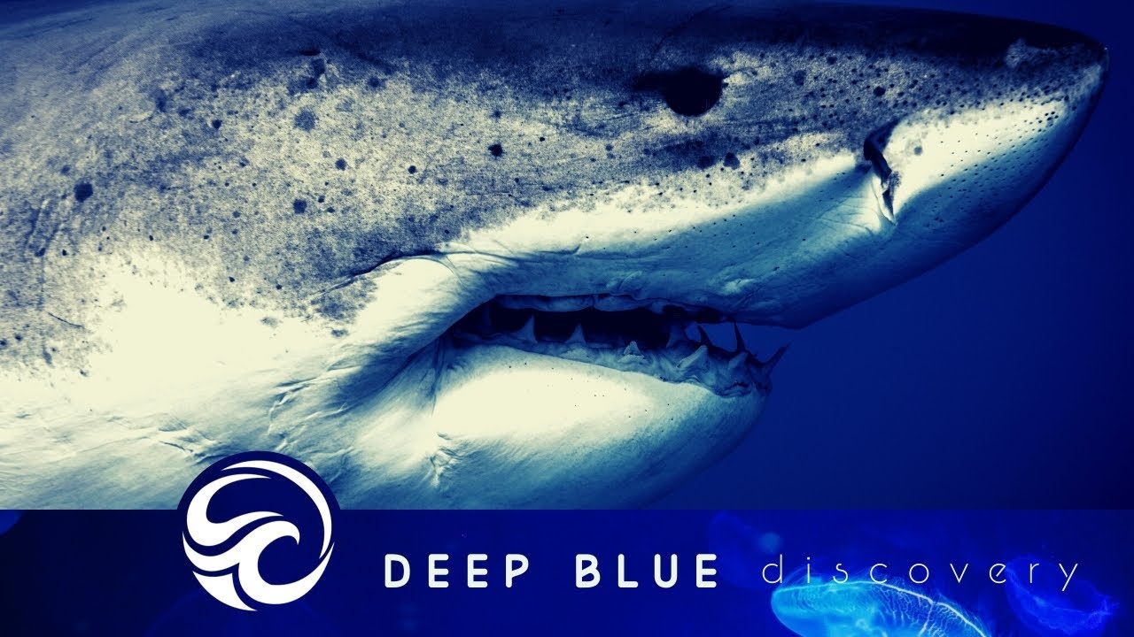 Killer Whales vs Great White Sharks: The ocean's most famous apex