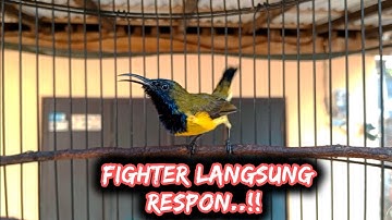 SOGON FIGHTER LANGSUNG RESPON DENGAR SUARA SOGON GACOR          #sogongacor #sogon #sogokontonggacor