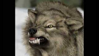 Akşamcı Gökhan - Yanlızkurt Resimi