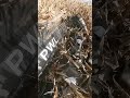 🇵🇱 Polska przystawka do kukurydzy PWL 👉 producent Pawelec Agro