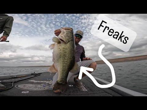 Spotlighted 2 giant bass in an hour on the best lake in the world, OH Ivie Lake!  24 pounds on 2.